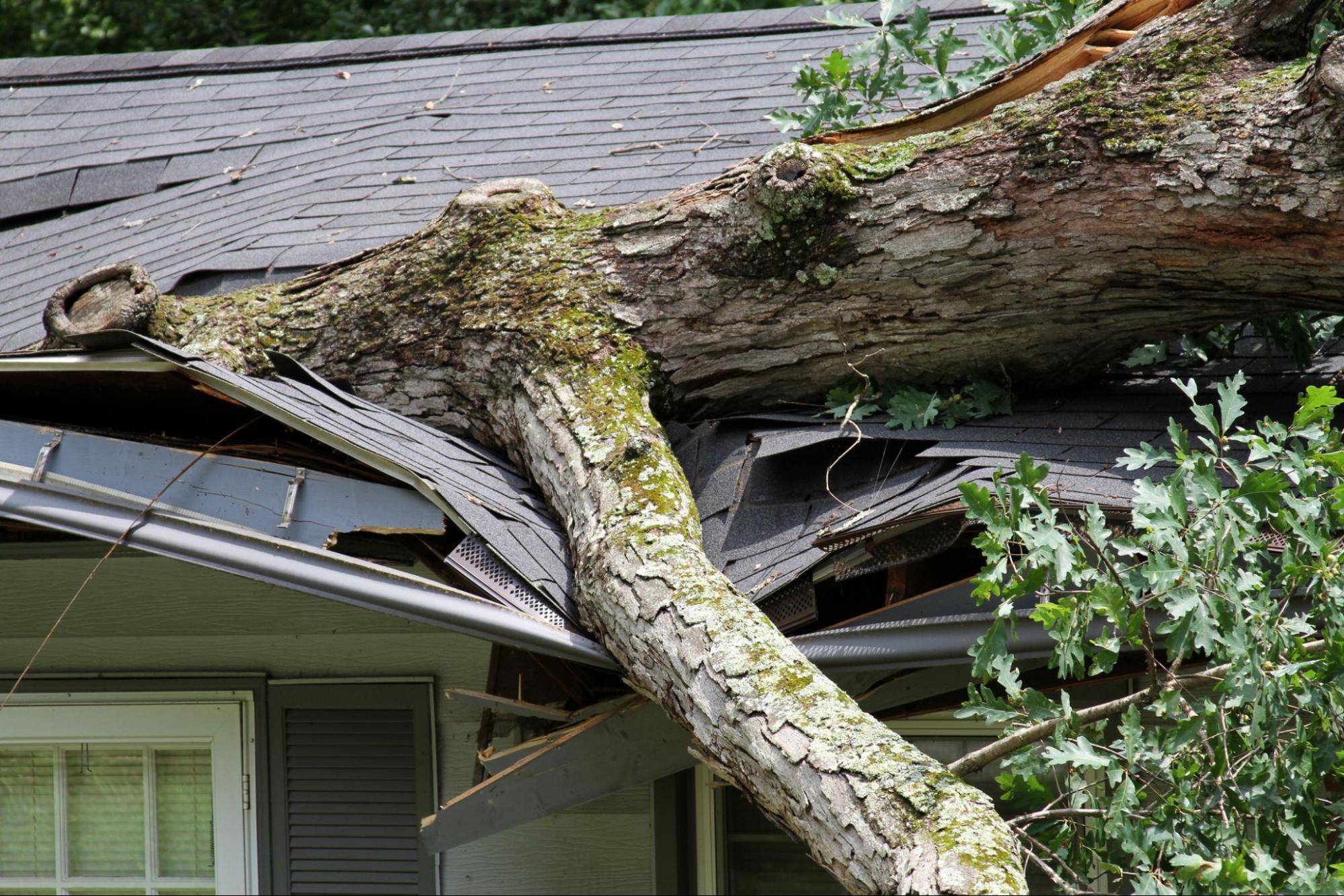 fallen tree on house